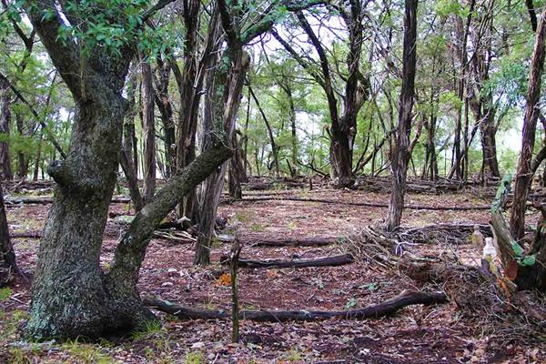 Juniper Ashei Clearing